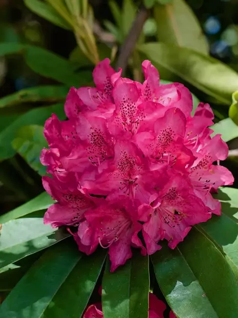 Różanecznik (Rhododendron) Różowy