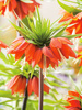 Szachownica (Fritilaria) 'Rubra'