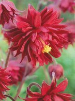 Orlik (Aquilegia) 'Ruby Port' 1 szt.