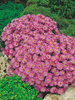 Aster krzaczasty (Aster dumosus) 'Herbstgruss Von Bresserhof' 1 szt.