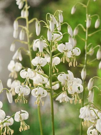 Lilia (Lilium) 'Snowy Morning'