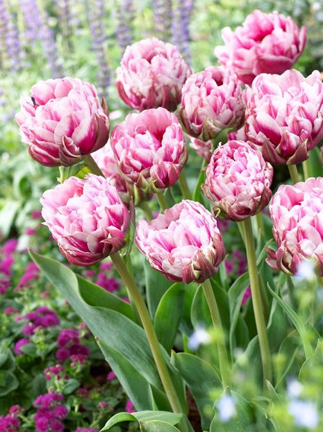 Tulipan (Tulipa) 'Dazzling Desire'
