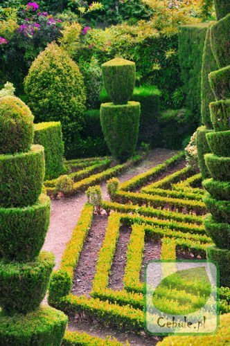 Najwyższej jakości Bukszpan - doniczka 9 cm średnicy 1 szt.