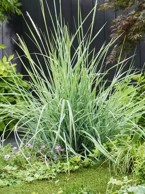 Wydmuchrzyca piaskowa (Leymus arenarius) 1 szt.