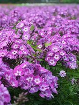 Floks (Phlox paniculata) 'Uspech'
