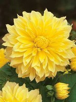Dalia (Dahlia) 'Kelvin Flootlight'