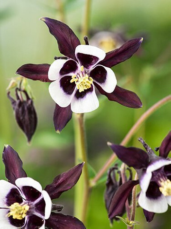 Orlik (Aquilegia) 'William Guinness'