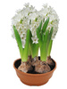 Hiacynt biały w doniczce śr.17 cm