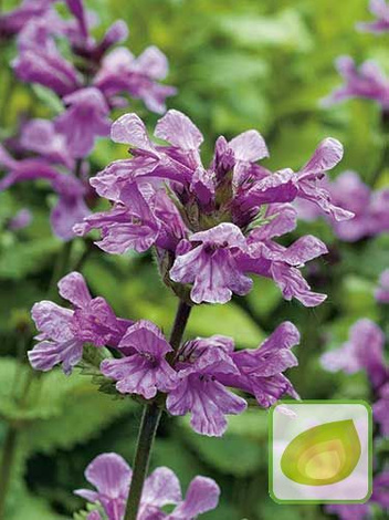 Czyściec gęstokwiatowy (Stachys monieri) 'Hummelo'