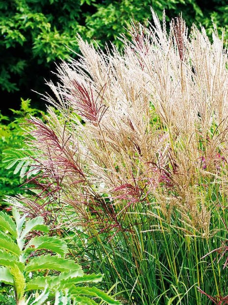 Trawa Ozdobna (Miscanthus) 'Ferner Osten'