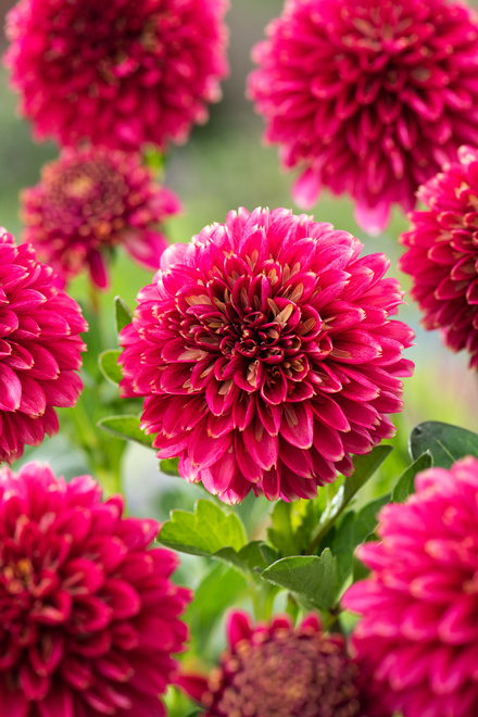 Dalia (Dahlia) 'Alyshia'