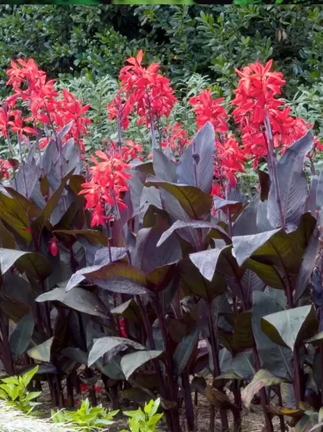 Paciorecznik (Canna) 'Red Futurity' 1 szt.