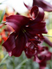 Lilia (Lilium) 'Night Flyer'