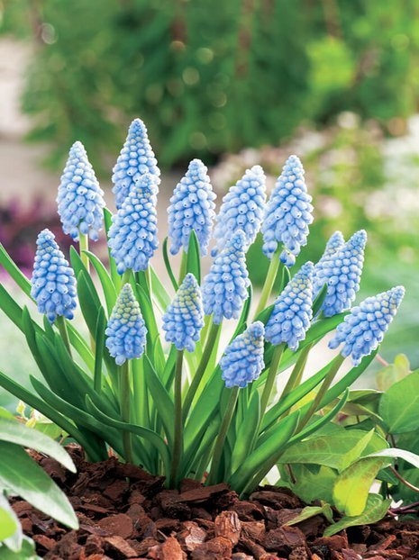 Szafirek (Muscari) 'Valerie Finnis' 10 szt.