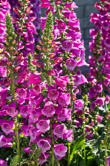 Naparstnica (Digitalis) 'Purpurea'