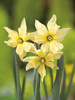 Narcyz Split Corona (Narcissus) 'Exotic Mystery' 5 szt.