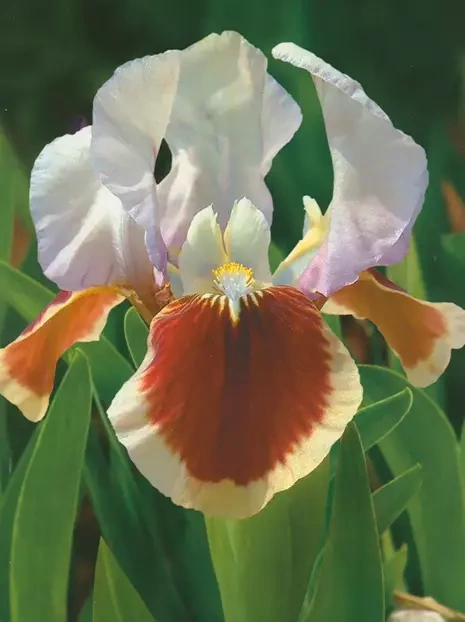 Kosaciec niski (Iris pumila) 'Red Heart'