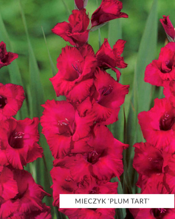 MEGA Zestaw Mieczyki 2