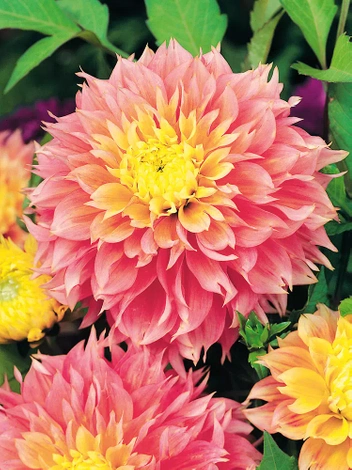 Dalia (Dahlia) 'Kogane Fubuki'