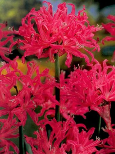 Nerina Bowdena (Nerine) Bowdenii