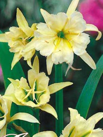 Błonczatka (Ismene) 'Sulphur Queen Yellow'