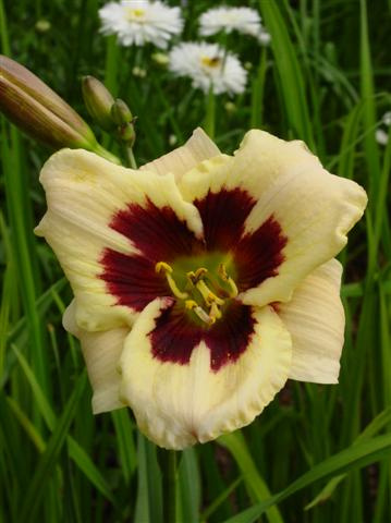 Liliowiec Monlight Masquerade