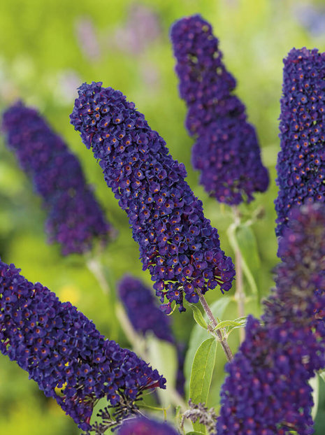 Budleja Dawida (Buddleja Davidii) 'Black Knight'