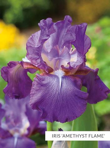 Zestaw Kosaćce Bródkowe powtarzające kwitnienie 5 szt.