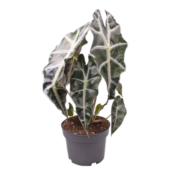 Alokazja Curly Bambino (Alocasia curly bambino)