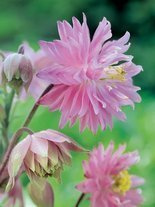 Orlik (Aquilegia) 'Barlow Pink' 1 szt.