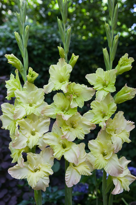 Mieczyk (Gladiolus) 'Alicia'