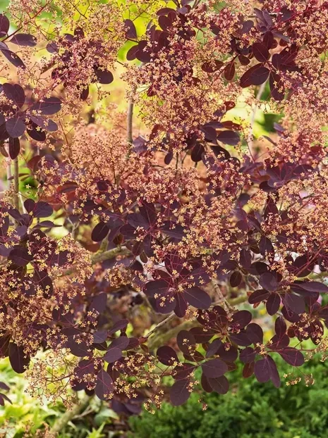 Perukowiec podolski (Cotinus coggygria) 'Royal Purple'