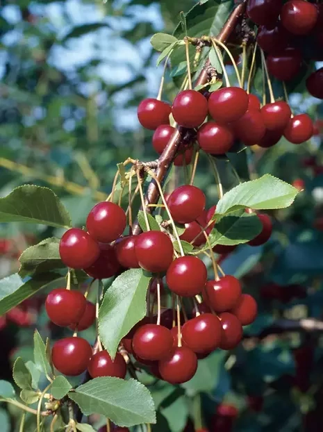 Wiśnia kolumnowa 'Jachym'