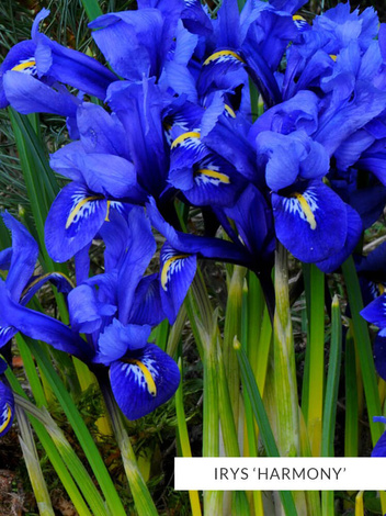 Zestaw Irysy Drobne 50 szt.