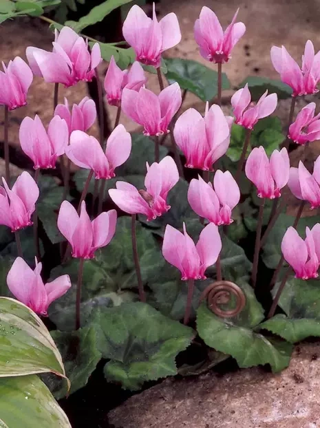 Cyklamen Neapolitański (Cyclamen neapolitanum) 1 szt.