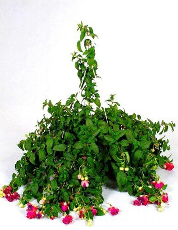 Fuksja Zwieszająca DUŻA KWITNĄCA SADZONKA w Doniczce 60 cm wysokości