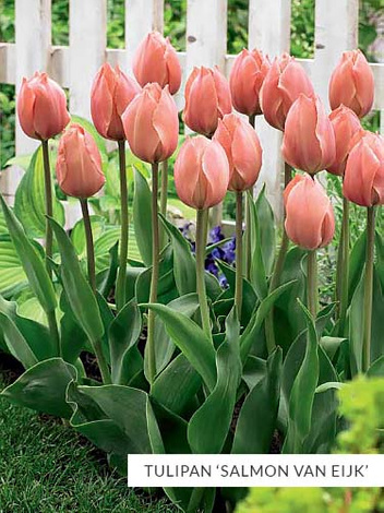 Zestaw Tulipany Van Eijk 25 szt.