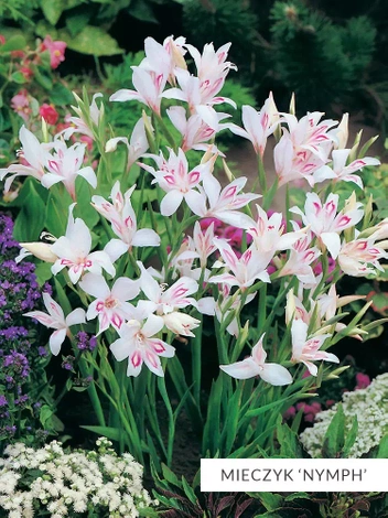 Zestaw Mieczyki Botaniczne