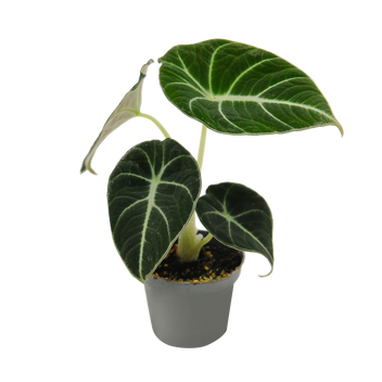 Alokazja Black Velvet (Alocasia reginula black velvet)