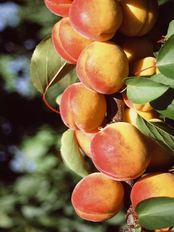 Morela 'Harcot'