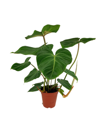 Filodendron Gloriosum (Philodendron Gloriosum)