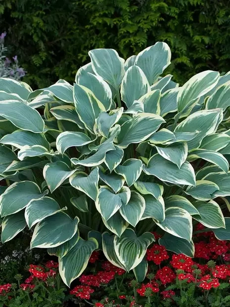 Funkia (Hosta) 'Dress Blues' 1 szt.