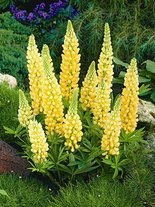 Łubin (Lupinus) Żółty