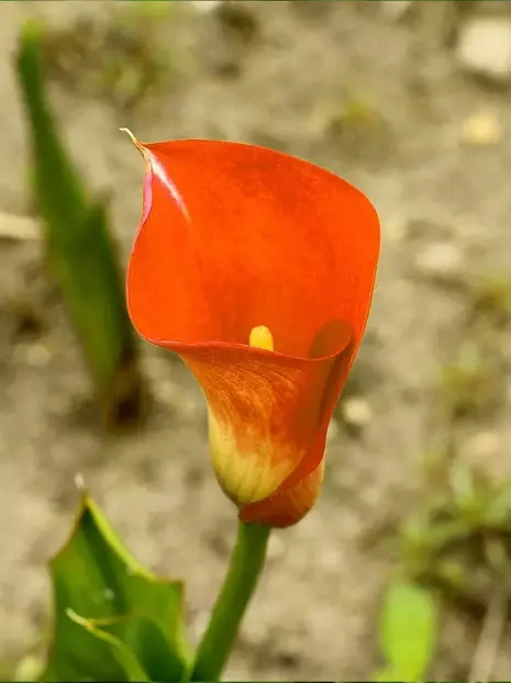 Kalia (Calla) Pomarańczowa 1 szt.