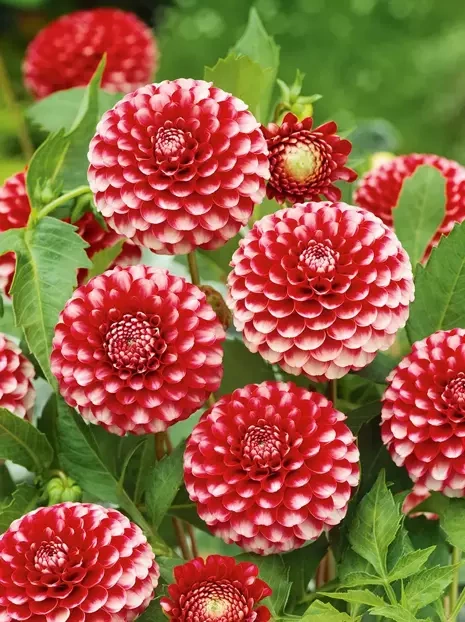 Dalia (Dahlia) 'Little Willem'