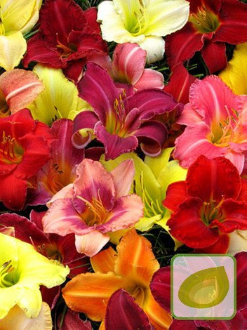 Liliowiec (Hemerocallis) Mix 5 szt.