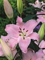 Lilia (Lilium) 'Gracia'