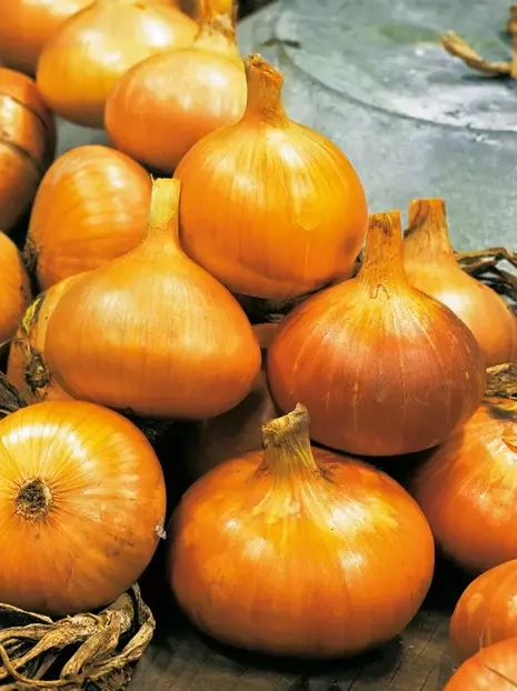 Cebula Dymka (Allium Cepa) 'Centurion' 250 g