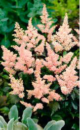 Tawułka (Astilbe) ’Peach Blossom'