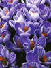 Krokus paskowany biało- fioletowy w doniczce śr. 10,5 cm